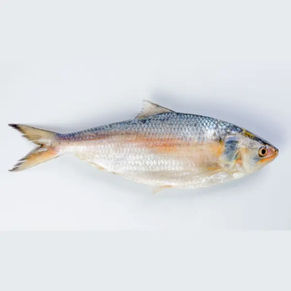ইলিশ মাছ (১ কেজি)