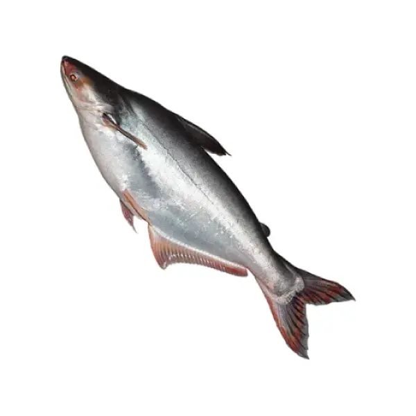 পাঙ্গাশ মাছ (১ কেজি)