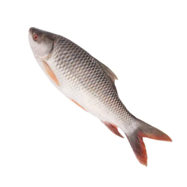 রুই মাছ (১ কেজি)